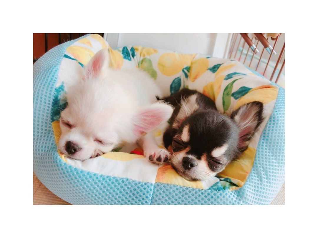 小倉唯 ならんでスヤスヤ チワワの兄弟シフォンとルパンです チワワ ロングチワワ チワワの兄弟 犬 犬の寝顔 わんこのいる生活 Chih Moe Zine