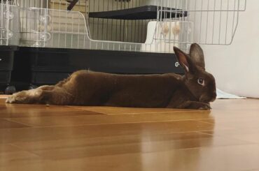 長い。長すぎる。
冷たい床が気持ちいいのかな
#うさぎ #rabbit #うさぎ部...