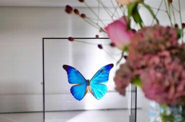 .
私の宝物𐬹꧂
見るたびに雰囲気が変わるモルフォの標本だよ
お花は、UNIQLO FLOWERの

#interior#インテリア雑貨#flowers #薔薇...