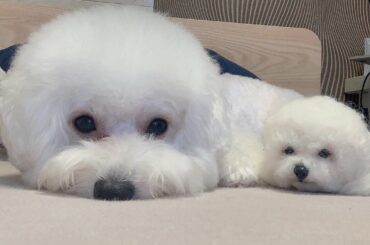 ちびビション

#ニューメンバー　#ビションフリーゼ...