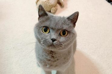 9月10日で沙羅が9歳になりました﻿
﻿
本日の誕生日ガールは絶好調﻿
ボール遊びの後、おやつと間違えてママの指もかじる腹ペコぶり﻿
﻿
ちょっと先にお兄ちゃん...