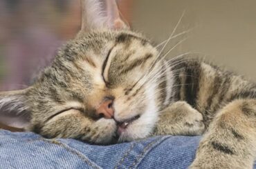 
﻿
﻿
﻿
ロアちゃん♡﻿
﻿
ねむねむシリーズ﻿
﻿
かわいすぎる…﻿
﻿
﻿
﻿
#juicejuice #稲場愛香 #まなかん #アイドル #idol...