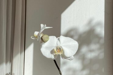 綺麗だなぁと思って撮った一枚...