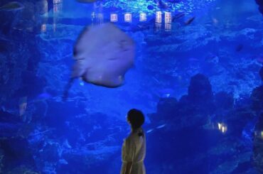 エイ

#京都水族館 #kyoto...