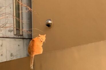 .
皆さま…今やってる人気アニメやドラマの話をする時はどうか…小声で…話すのです……さっきご飯食べてたら隣から鬼滅のネタバレ聞こえて来て…泣きそう...