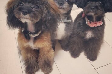 .
なんなのこの子達。。。
かわいくて息できない
.
#ポメプー　#ポメプープー　#ぽめぷー　#プードル　#toypoodle #poodle...