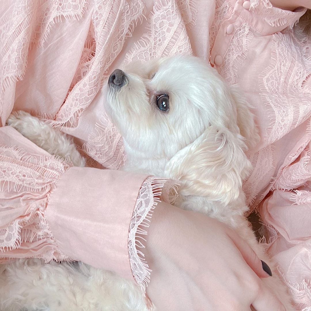 きゃりーぱみゅぱみゅ 甘え犬 Moe Zine