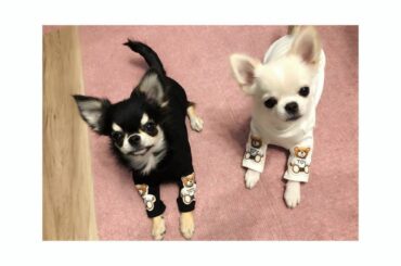 こんにちわわ(´-ω-`)

いよいよ今日から
僕たちのママが作った、
『カワウソくん。LINEスタンプ』が
発売になったワン

ママのこだわりが詰まってるから...