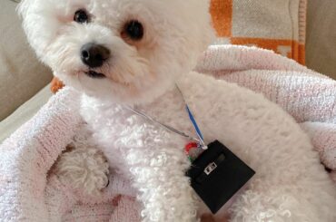 My daughter got a new kelly
It really suits on her doesn't it??
.
彼女は新しいケリーを手に入れ...