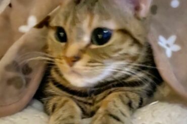 暗闇だと瞳が大きくなる。﻿
﻿
﻿
#juicejuice #稲場愛香 #まなかん #猫 #愛猫 #ロア ちゃん ﻿
#アメショ #cat #可愛い #猫のいる...