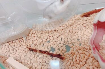 今日もパルたんは元気です
　　
#ハムスターのいる生活 #ハムスター好きな人と繋がりたい #パルたんに癒される日々...