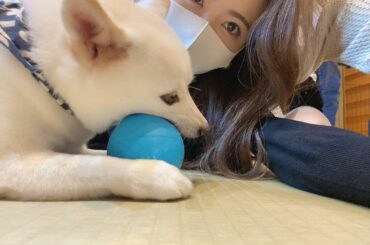 前にカフェ行った時の

#dogcafe #dogs #cafe #カフェ
#原宿 #原宿カフェ #豆柴カフェ 
#過去pic #...