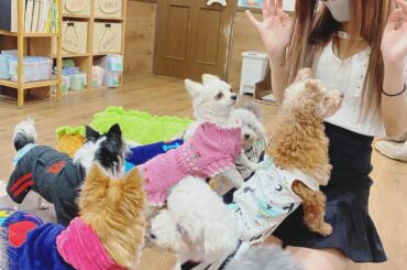 先日、保護犬保護猫カフェに行ってきました。

保護犬保護猫カフェとは
行き場を失ってしまって新しい家族を待ってる犬猫達と里親になりたい人を結ぶきっかけを提供し...