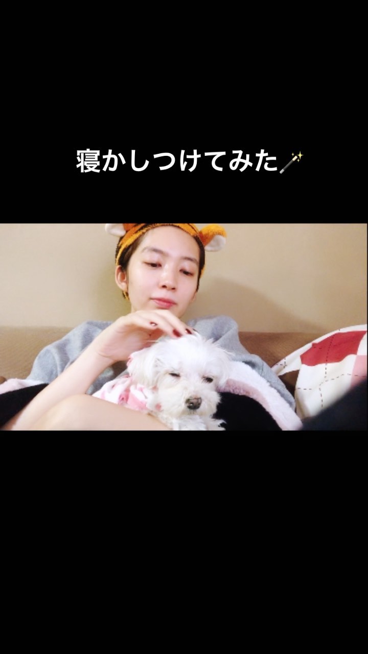 朝香りほ ぽんぽこ会いたいなー 寝かしつけ 愛犬 マルチーズ Moe Zine 朝香りほ ぽんぽこ会いたいなー 寝かしつけ 愛犬 マルチーズ Moe Zine