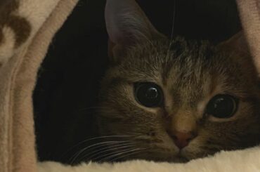 
﻿
久しぶりのロアちゃん♪﻿
﻿
可愛すぎませんか…﻿
﻿
﻿
#juicejuice #稲場愛香 #まなかん #アイドル #idol ﻿
#愛猫 #アメシ...