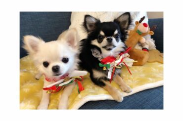 いつも一緒の2人

#兄弟犬
#いぬのいる暮らし
#チワワのいる暮らし 
#christmaseve 
#クリスマスイブ 
#チワワ
#Chihuahua...