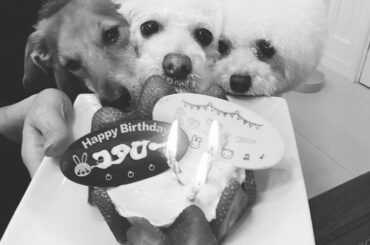 Merry Christmas!
そしてコタロー4歳のお誕生日おめでとう

母特製のさつまいもと
水切りヨーグルトで作った
ワンちゃん用のケーキを
ミッちゃんベ...