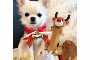 #いぬのいる暮らし
#チワワのいる暮らし 
#christmaseve 
#クリスマスイブ 
#チワワ
#Chihuahua...