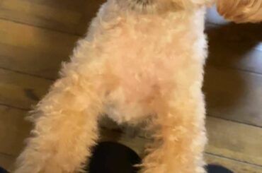 _
どうしてもお膝に乗せてほしいもなちゃん
( トイプードル　4歳 )
最後はお膝の上乗れてご満悦そうです。
#犬のいる暮らし #トイプードル #...