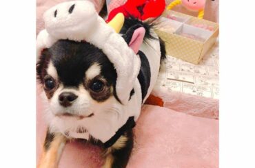 牛さんになったルパン
この子は天才なんです笑

#いぬすたぐらむ 
#わんことお正月
#チワワのいる暮らし 
#Chihuahua
# #...