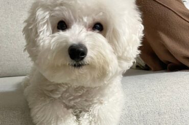 ちんまり

#はなまさ　　#ビションフリーゼ　#まえあしまる...