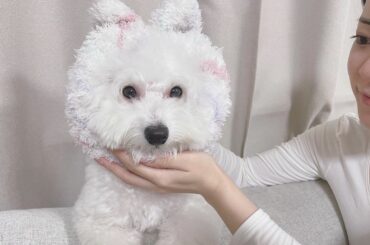 ジェラ・ピケ男

洗ってもふもふだったからヘアバンドしてあげたら満更でもなさそうな顔してた！

#ジェラピケ男...