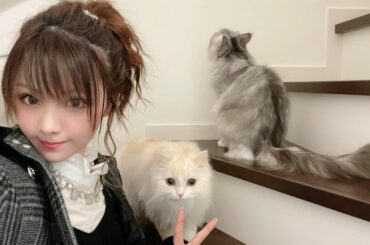 .
かわいいかわいい我が子たち
ピースのにおい嗅ぐシンバw

そしてフラッシュたいてないのにジャックの目がギラギラに
*☼*―――――*☼*―――――
#猫 
...