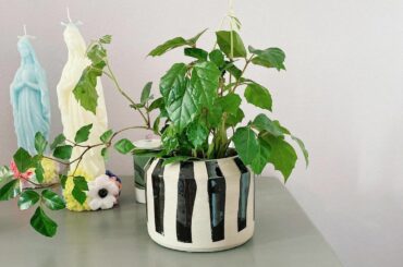 新入りのグレープアイビーさんです
よろしくお願いします！！！...