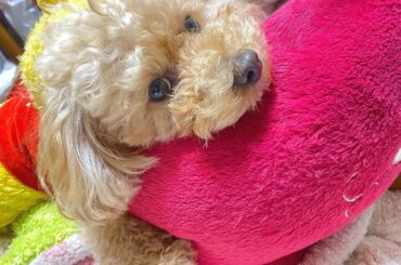 .
『僕のぬいぐるみ取らないで！！』
ってこちらをみているもなちゃん
こうなると、ぬいぐるみ触ろうとするだけで
おこもなかになります。笑
おうちにいる時間か...