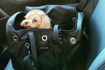 上の子は出かける時はいつも自らバッグに入ります。
下の子は常に私の膝に乗って腕にしがみつくか上の子に抱きついてます。
愛おしいです。　あざとい…...