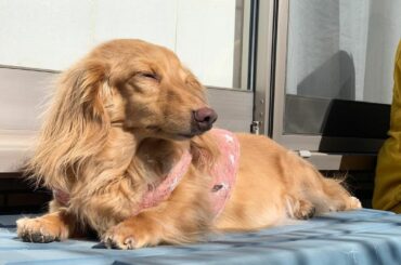 .
.
ハムとレモンと母が
毎日5分程度、日向ぼっこをしてるそう^ ^

呼吸が早くて辛そうなレモンも
外の風を吸うと少し気持ち良さそうにします嬉
.
今...