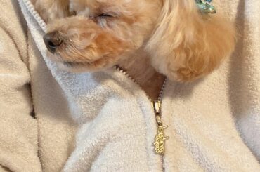 わん
#トイプードル #ジェラピケ #部屋着
#もなちゃん...