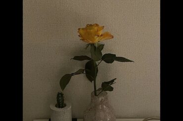 なかなか枯れない地味なものとすぐに枯れる綺麗なもの...