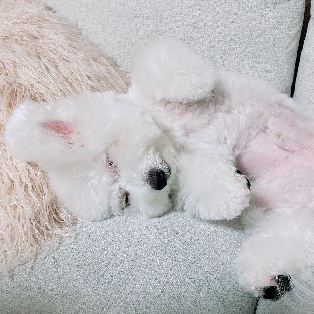 関根りさ 昔街で犬とお散歩してる人にたぬき って言われて以来 うちではアルビノたぬきちゃんって呼ばれてます ちらっ Hanamasagram Hanamasa Moe Zine