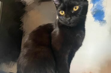 *
のな家でランチ
FIPの治療をずっと頑張ってたシロたんが回復しました
シロたんとても元気に、くろすけと走り回ってて...
良かったね
可愛いニャンズに癒され...