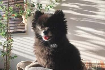 着る毛布の上のこつめ。
〜陽だまりに包まれて〜

 #kotsume...