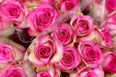 綺麗なお花に癒される日々…
みなさん素敵な週末をお過ごしくださいね
.
#お花のある生活
#お花好きな人と繋がりたい 
#薔薇 #薔薇の花束  #rose...