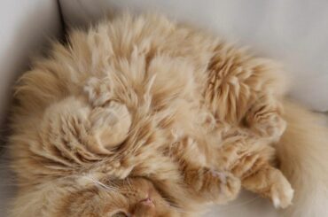 *
もっふもふのふっさふさのもこもこ
@remon.marimo_konno 
#ペコねこ部 
#ねこすたぐらむ 
#ねこのいる生活 
#catlife 
#c...