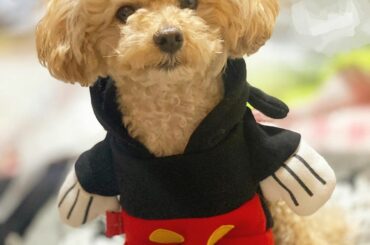 ミッキーマウス(?)
#モナマウス #トイプードル #もなか...