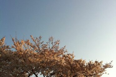 .
どうか安らかに
暖かくて優しい場所で
過ごされていますように。

そしてその方々の
大切な人たちに
幸せがたくさんありますように。...