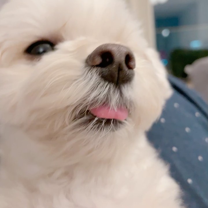 きゃりーぱみゅぱみゅ 安定のペロ Moe Zine