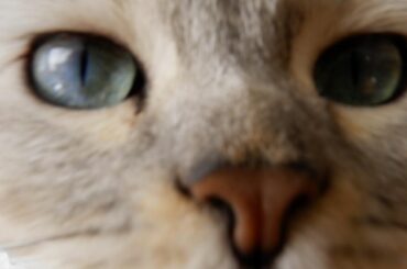 *
近いよっっ
@remon.marimo_konno 
*
*
#マンチカン 
#ねこすたぐらむ 
#ねこのいる生活 
#雑誌ねこ 
#ねこのきもち 
#猫び...