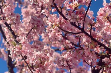 桜が満開です。
ポートレート初めて使ったけど凄いね！

明日は、夜22時から

NHK BSプレミアム
#やっぱりおしい刑事
第２話放送です！

是非ご覧下さい...