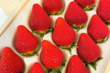 いっぱい食べれて本当に幸せ﻿
苺好き♡﻿
﻿
﻿
﻿
#斉藤優里 #ゆったん﻿
#たんたんたんゆったんたん( •ㅈ• )﻿
#苺 #strawberry #クイ...