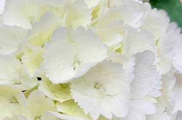 春の可愛い草花たち⸜︎⸝‍

今日見つけたこの白い紫陽花、
可愛いなぁ

昨年、我が家にお迎えした卑弥呼という名前の紫陽花が今年もぐんぐん...