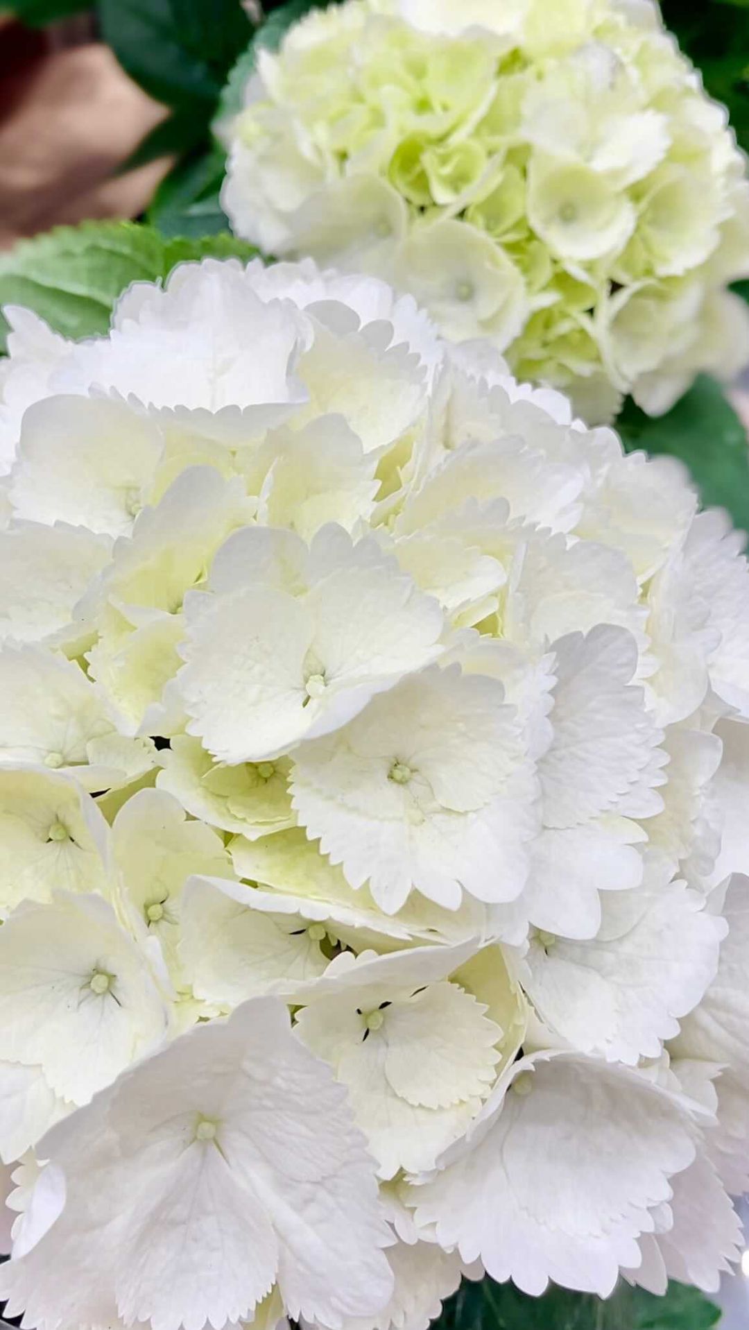 瀬戸早妃 春の可愛い草花たち 今日見つけたこの白い紫陽花 可愛いなぁ 昨年 我が家にお迎えした卑弥呼という名前の紫陽花が今年もぐんぐん Moe Zine