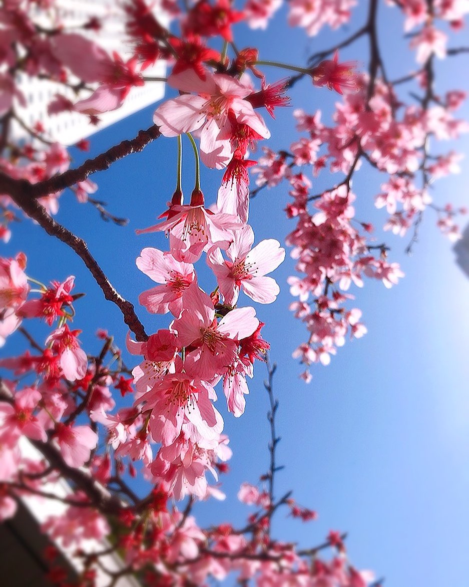 茅原実里 ポカポカ陽気に春発見っ 桜を見ると 幸せな気持ちになります これからあっという間に 満開になるんだろうなぁ 茅原実里 Minorin Moe Zine