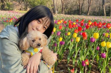 #チューリップ #花 #flower #トイプードル...