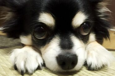 .
ファンの方の中にも実家で長年飼ってたチワワ・チロの事を認知して下さってる方がいらっしゃったのでご報告です。
3月18日に家族に囲まれて亡くなりました。
.
...