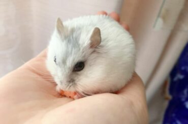 今朝のぱりゅたん
だいすきなにんじんを食べてる時が一番落ち着いてます。
かわいい、かわいいは正義
　
#ハムスター #ハムスター好きな人と繋がりたい...